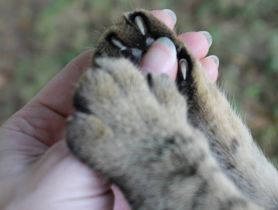 Paws4Life, Inc. - Pet Shelter and Rescue in Monroe, North Carolina