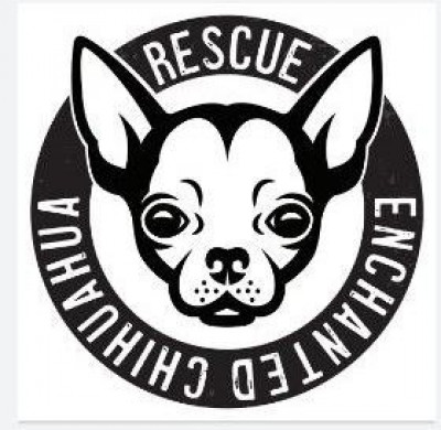ABQ Chihuahua Rescue Inc - Pet Shelter and Rescue in Albuquerque, New Mexico