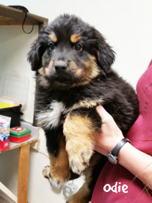 Arizona Desert Rotti & Pals Rescue - Pet Shelter and Rescue in Tucson, Arizona