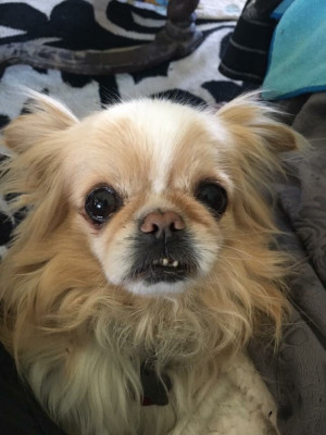 Mercer Animal Rescue - Pet Shelter and Rescue in Olive Branch, Mississippi