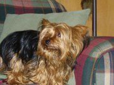 Hoovers Hause All Dog Rescue - Pet Shelter and Rescue in North Prairie, Wisconsin