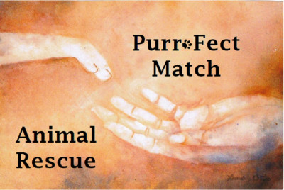 Purr-Fect Match Animal Rescue, Inc. - Pet Shelter and Rescue in Kohler, Wisconsin