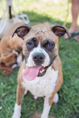 Patches Animal Rescue, Inc. - Pet Shelter and Rescue in Plainfield, Wisconsin