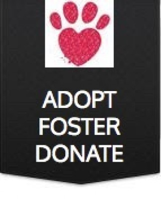 Lucky Dog Small Breed Rescue - Pet Shelter and Rescue in Taycheedah, Wisconsin