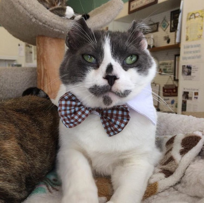 Kindred Kitties - Pet Shelter and Rescue in Kenosha, Wisconsin