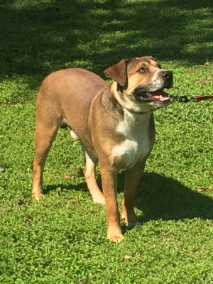 Another Happy Tail HOUSTON - Pet Shelter and Rescue