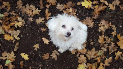 Harmony New Beginnings Animal Rescue - Pet Shelter and Rescue in Sheridan, Oregon