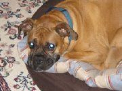 Bay State Dogs - Pet Shelter and Rescue in Grafton, Massachusetts