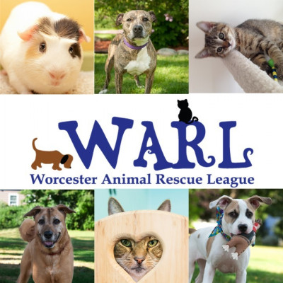 Worcester Animal Rescue League - Pet Shelter and Rescue in Worcester, Massachusetts