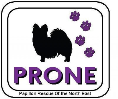 PRONE - Papillon Rescue Of The North East - Pet Shelter and Rescue in Sandown, New Hampshire