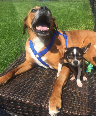 All Better Pets - Pet Shelter and Rescue in Manchester, New Hampshire