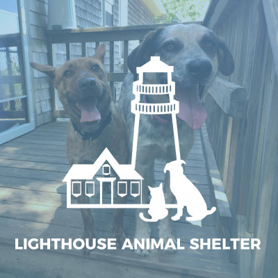 Lighthouse Animal Shelter - Pet Shelter and Rescue in New Bedford, Massachusetts