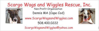 Scargo Wags And Wiggles Rescue, Inc. - Pet Shelter and Rescue in Dennis, Massachusetts