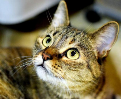 Second Chance Shelter For Cats - Pet Shelter and Rescue in Boston, Massachusetts