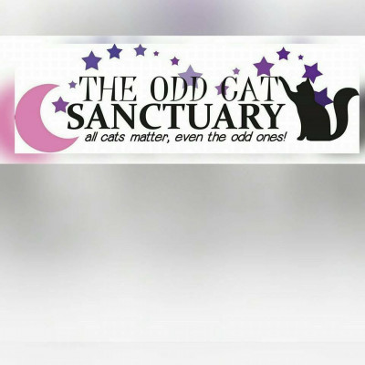 The Odd Cat Sanctuary - Pet Shelter and Rescue in Salem, Massachusetts