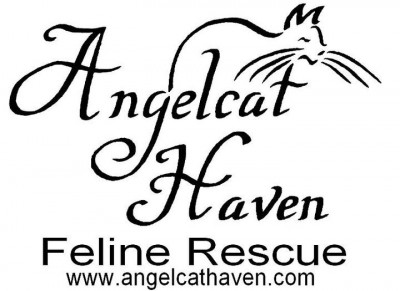 Angelcat Haven - Pet Shelter and Rescue in Plainville, Massachusetts