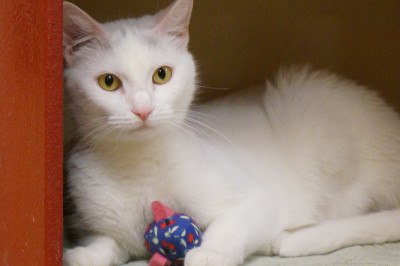 Feline Friends - Pet Shelter and Rescue in Salem, New Hampshire