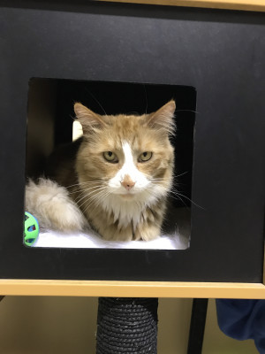 Woonsocket Cat Sanctuary - Pet Shelter and Rescue in Woonsocket, Rhode Island