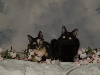 Cat Adoption Team Services - Pet Shelter and Rescue in East Providence, Rhode Island