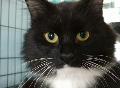 Paws Cat Shelter, Inc. - Pet Shelter and Rescue in Woodstock, Connecticut