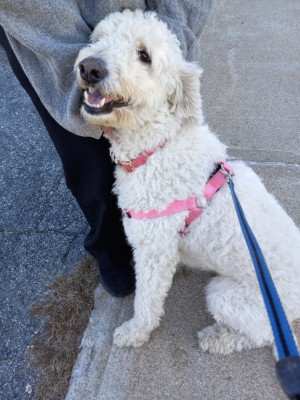 Richmond Animal Control - Pet Shelter and Rescue in Richmond, Rhode Island