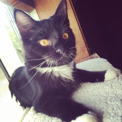 Halfway Home Cat Rescue Inc. - Pet Shelter and Rescue in Chicopee, Massachusetts