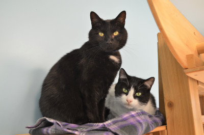 Forgotten Felines, Inc. - Pet Shelter and Rescue in Westbrook, Connecticut