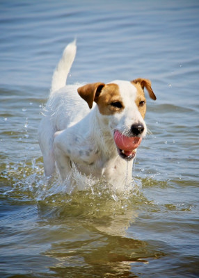 Jack Russell Rescue Oregon Washington & Idaho - Pet Shelter and Rescue in Clatskanie, Oregon