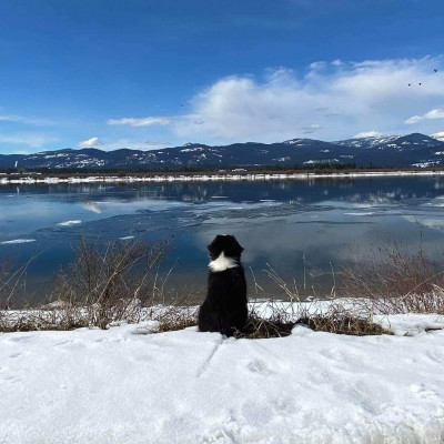 Western Australian Shepherd Rescue - Pet Shelter and Rescue in Newport, Washington