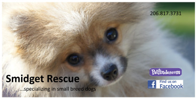 Smidget Rescue - Pet Shelter and Rescue in Covington, Washington