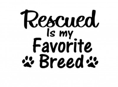 Pibble And All Paws Rescue - Pet Shelter and Rescue in Olympia, Washington