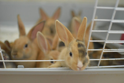 Kind Heart Rescue - Pet Shelter and Rescue in Plumsted, New Jersey