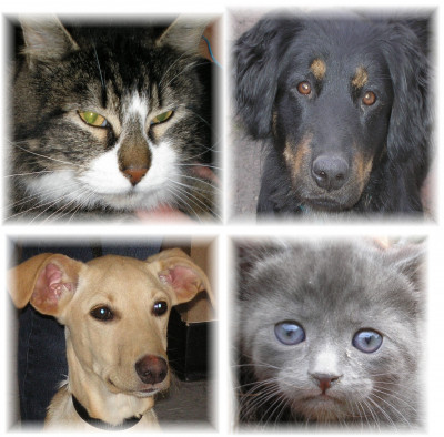 Rescued Paws - Pet Shelter and Rescue in Longview, Washington