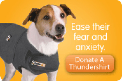 Small Dog Rescue BC - Pet Shelter and Rescue in Langley Township, British Columbia