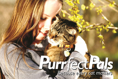 Purrfect Pals - Pet Shelter and Rescue in Arlington, Washington