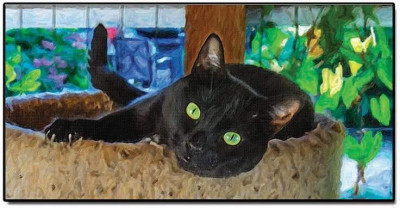 Bel-West Cat Rescue & Adoption - Pet Shelter and Rescue in Bellingham, Washington