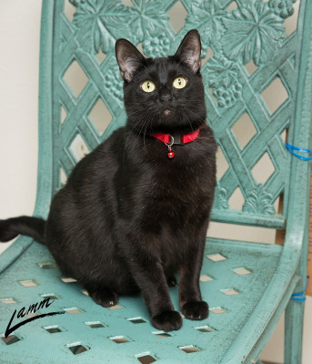 Cat Adoption Team - Pet Shelter and Rescue in Sherwood, Oregon