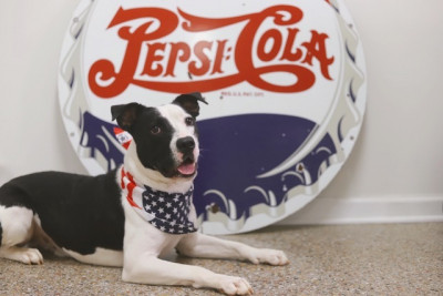 Baldwin County Humane Society (BARC!) - Pet Shelter and Rescue in Fairhope, Alabama