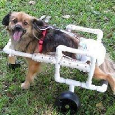 Aide For Animals - Pet Shelter and Rescue in Mobile, Alabama