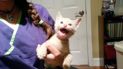 Island Cat Allies - Pet Shelter and Rescue in Emerald Isle, North Carolina