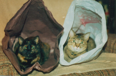 Stray Central - Pet Shelter and Rescue in Farmington, Arkansas