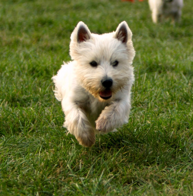 Westie Rescue Of The MidAtlantic States Inc. - Pet Shelter and Rescue in Dunn Loring, Virginia