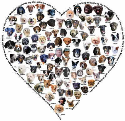 Home At Last Sanctuary, Inc - Pet Shelter and Rescue in North Bethesda, Maryland