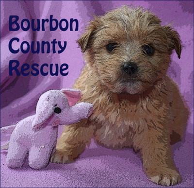 Bourbon County Rescue - Pet Shelter and Rescue in Paris, Kentucky
