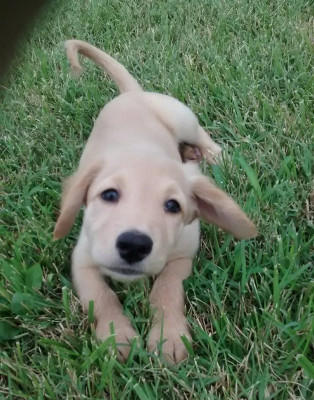 Animal Friends VA - Pet Shelter and Rescue in Bealeton, Virginia