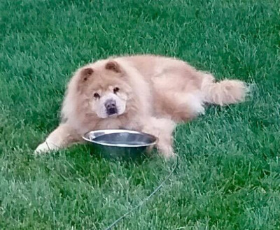 McWag Rescue - Pet Shelter and Rescue in Montgomery Village, Maryland