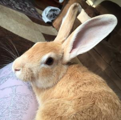 THE Rabbit Resource - Pet Shelter and Rescue in Washington Mills, New York