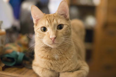 Cats R Us, Inc - Pet Shelter and Rescue in Highland Beach, Maryland