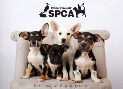 Stafford SPCA - Pet Shelter and Rescue in Stafford, Virginia