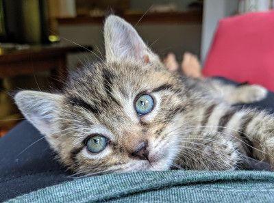 Friends Of Felines - Pet Shelter and Rescue in Port Republic, Maryland